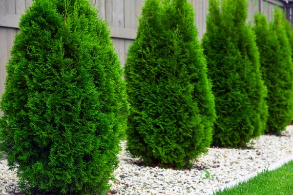 Arborvitae Planting in San Luis Obispo