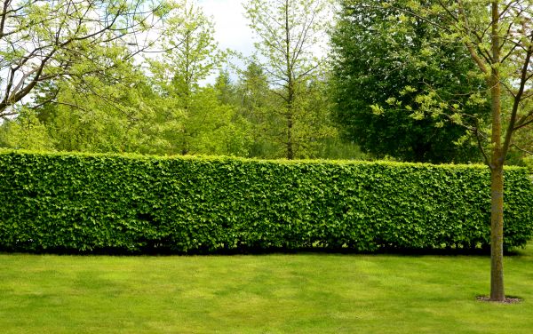 Hedge Planting in San Luis Obispo