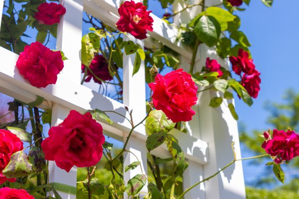 Home Gardening Service in San Luis Obispo