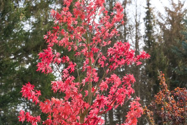 Japanese Maple Planting in San Luis Obispo
