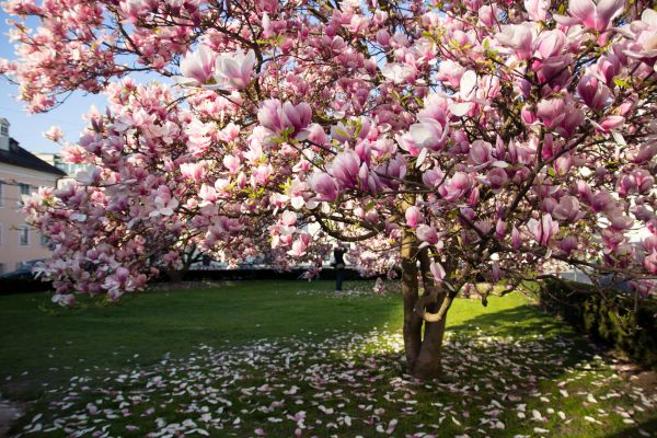 Magnolia Tree Planting in San Luis Obispo