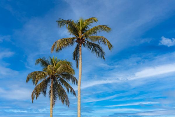 Palm Tree Planting in San Luis Obispo