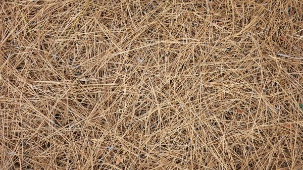 Pine Needles Delivery in San Luis Obispo