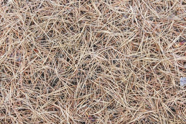 Pine Straw Installation in San Luis Obispo
