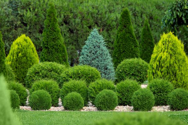 Shrub Replacement in San Luis Obispo