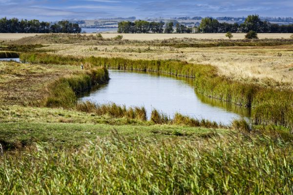 Swale Landscaping in San Luis Obispo