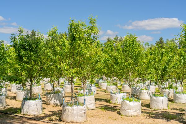 Tree Planting Service in San Luis Obispo