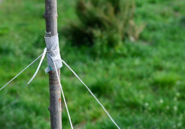 Tree Staking Service in San Luis Obispo
