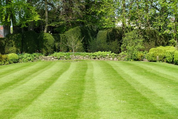 Lawn Renovation in San Luis Obispo