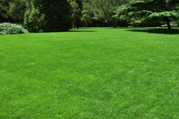 Lawn Landscaping in San Luis Obispo