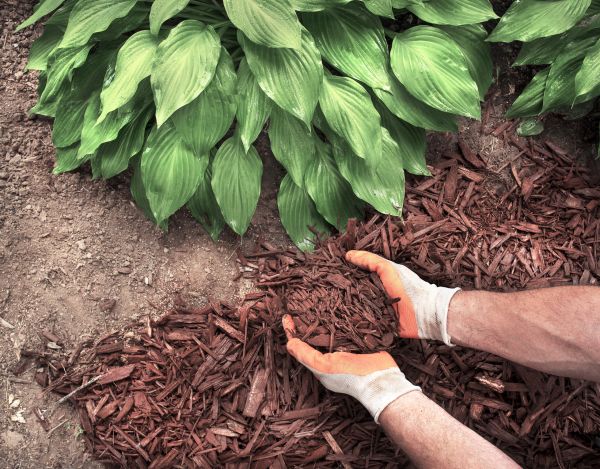 Shredded Mulch Service in San Luis Obispo