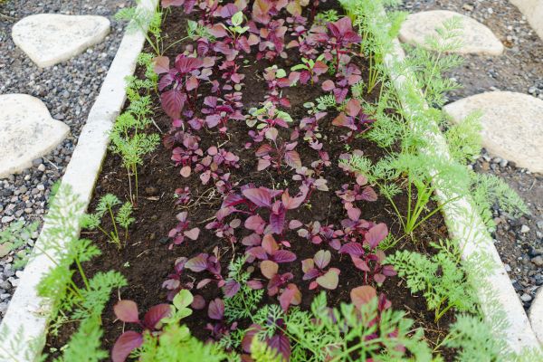 Edging Installation in San Luis Obispo