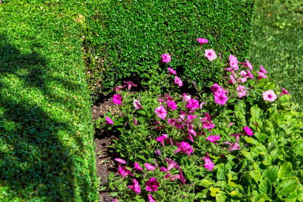 Softscaping Service in San Luis Obispo