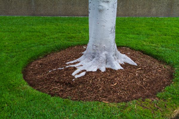 Brown Mulch Installation in San Luis Obispo