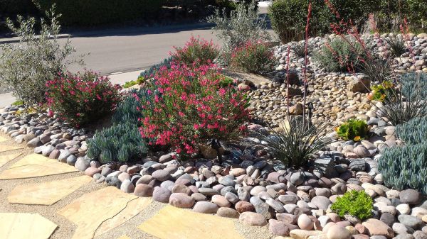 Xeriscape Landscaping in San Luis Obispo