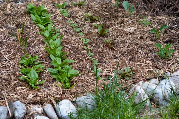 Mulch Service in San Luis Obispo