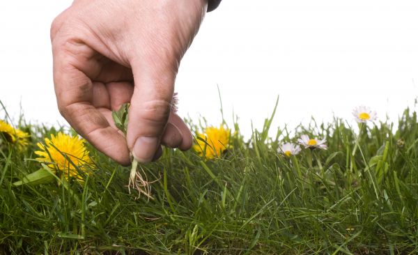 Lawn Weeding in San Luis Obispo