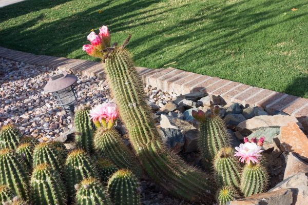 Desert Landscaping in San Luis Obispo