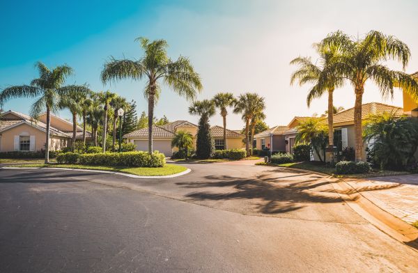 Palm Tree Landscaping in San Luis Obispo