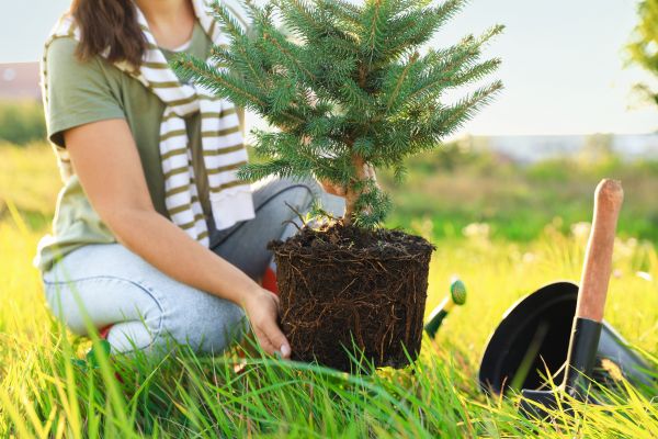 Spruce Tree Planting in San Luis Obispo
