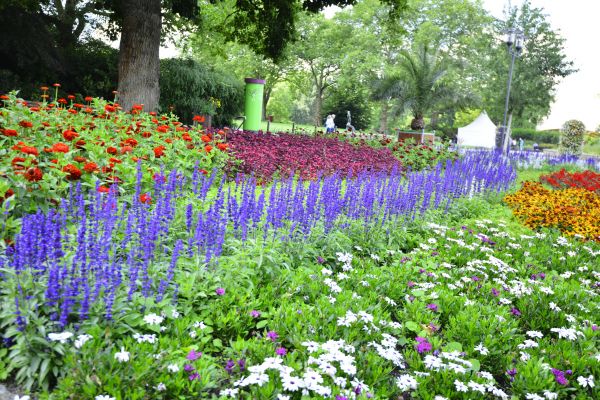 Perennials Planting in San Luis Obispo