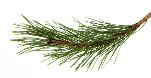 Pine Needles Installation in San Luis Obispo