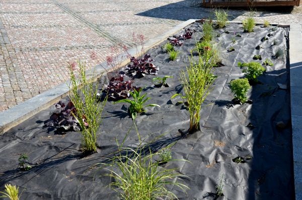 Landscape Fabric Installation in San Luis Obispo