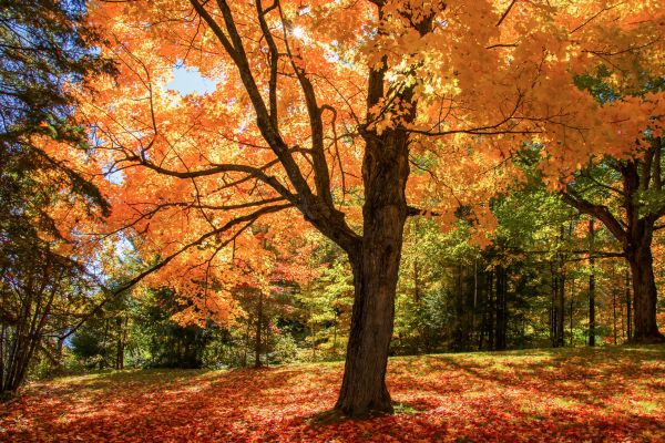 Maple Tree Planting in San Luis Obispo