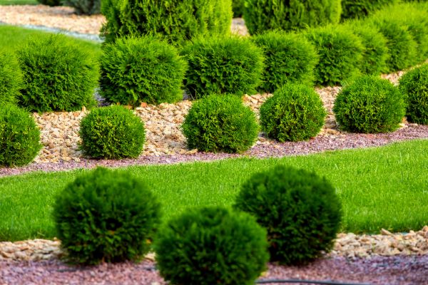 Bush Installation in San Luis Obispo