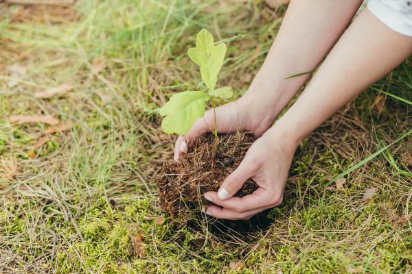 Oak Tree Planting in San Luis Obispo