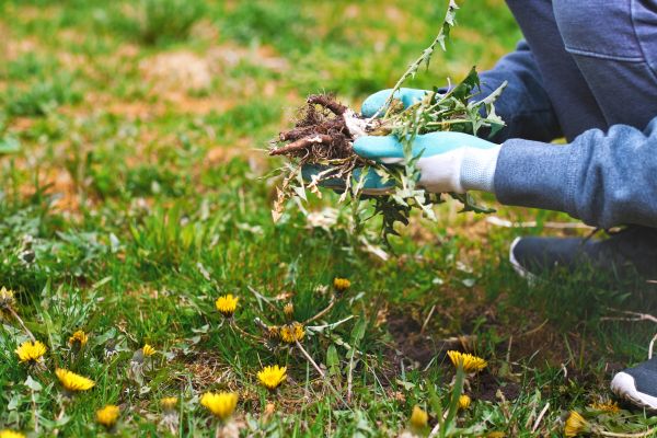 Flower Bed Clearing in San Luis Obispo