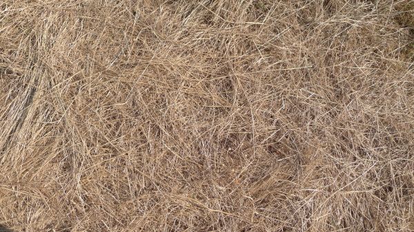 Pine Straw Replacement in San Luis Obispo