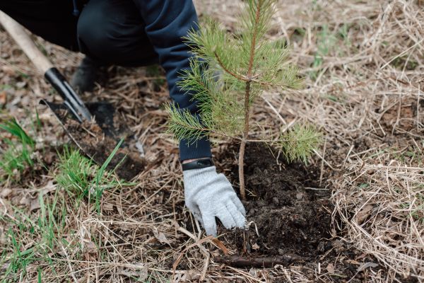 Pine Tree Planting in San Luis Obispo
