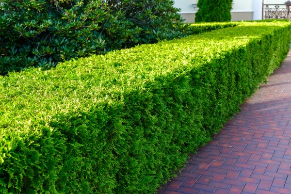 Hedge Installation in San Luis Obispo
