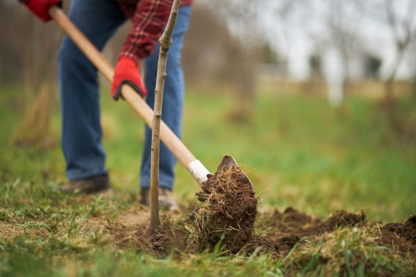 Trees Planting in San Luis Obispo