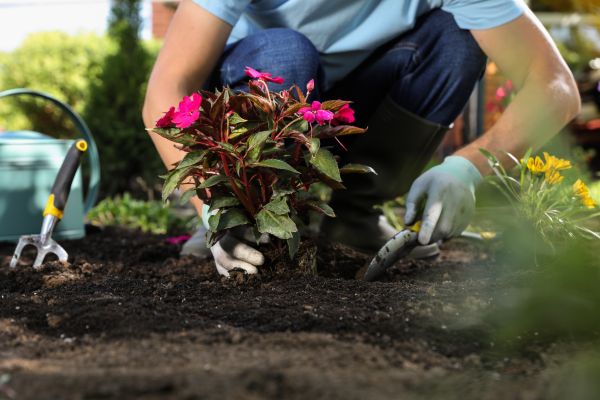 Plant Replacement in San Luis Obispo