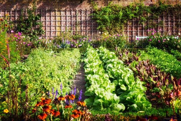 Garden Planting Service in San Luis Obispo