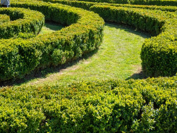 Bush Landscaping in San Luis Obispo