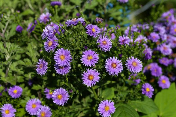 Perennial Flower Planting in San Luis Obispo