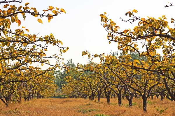 Pear Tree Planting in San Luis Obispo