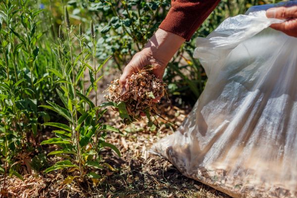 Wood Mulch Installation in San Luis Obispo