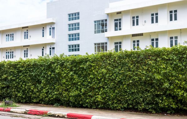 Privacy Landscaping in San Luis Obispo