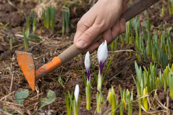 Flower Garden Weeding in San Luis Obispo