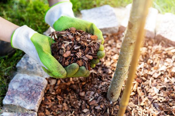 Tree Bark Delivery in San Luis Obispo