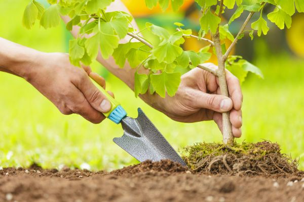 Fruit Tree Planting in San Luis Obispo