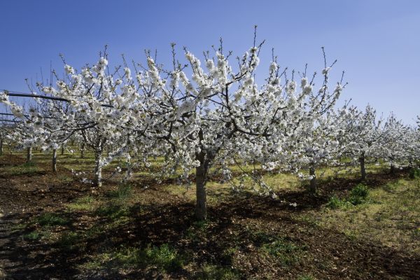 Orchard Planting in San Luis Obispo