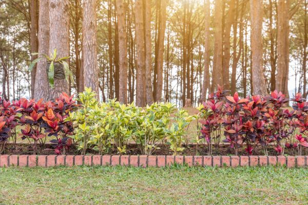 Small Garden Landscaping in San Luis Obispo