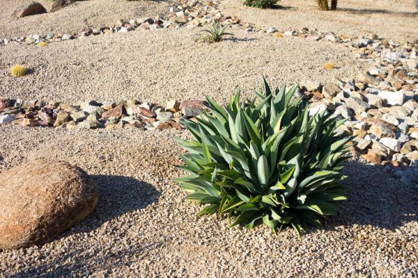 Xeriscaping Service in San Luis Obispo