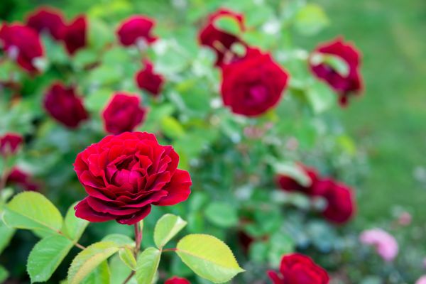 Rose Planting in San Luis Obispo