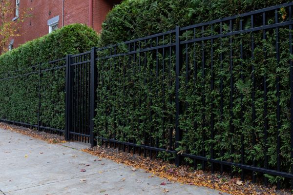 Privacy Hedge Installation in San Luis Obispo